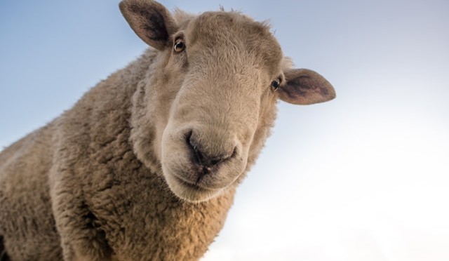 Schaap