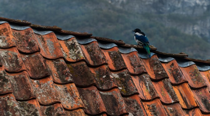 een vogel die op dakpannen zit