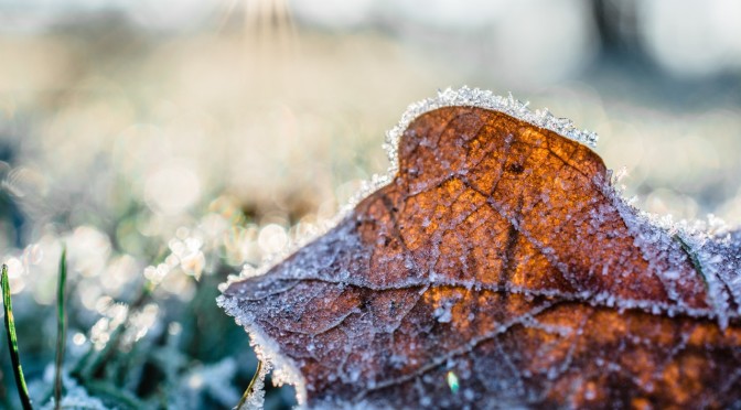 dried-leaf-cover-by-snow-at-daytime-845906