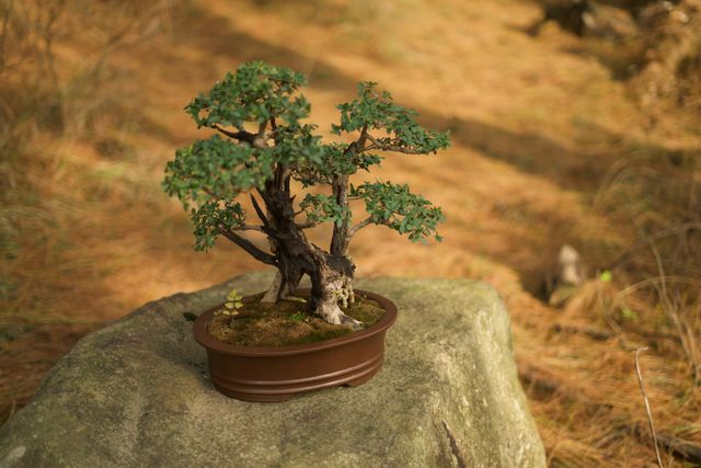 Serene Japanse Bonsai In Natuurlijke Omgeving